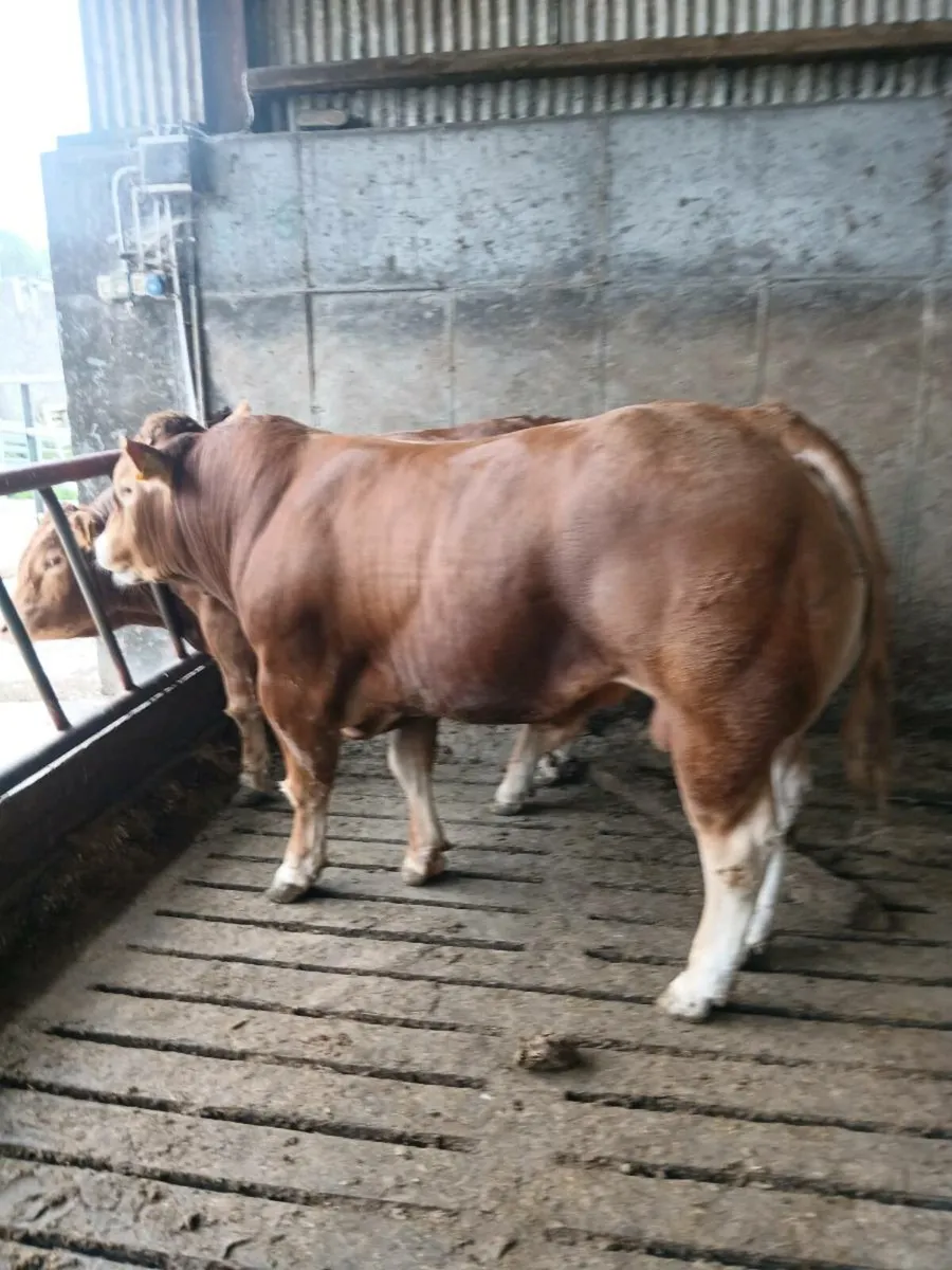 PBR Limousin bull - Image 1