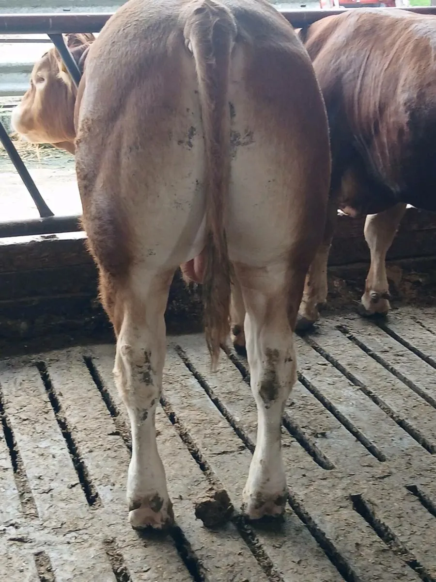 PBR Limousin bull - Image 2