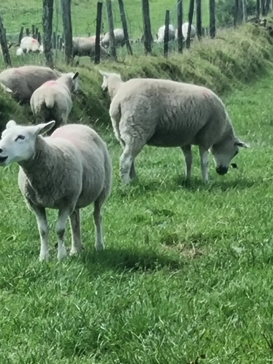 Hoggets - Image 1