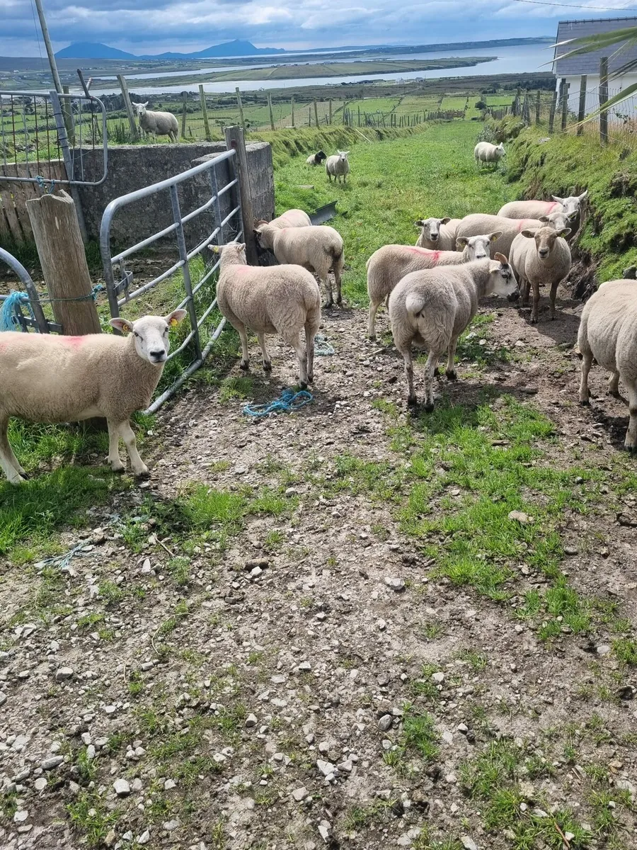 Hoggets - Image 2