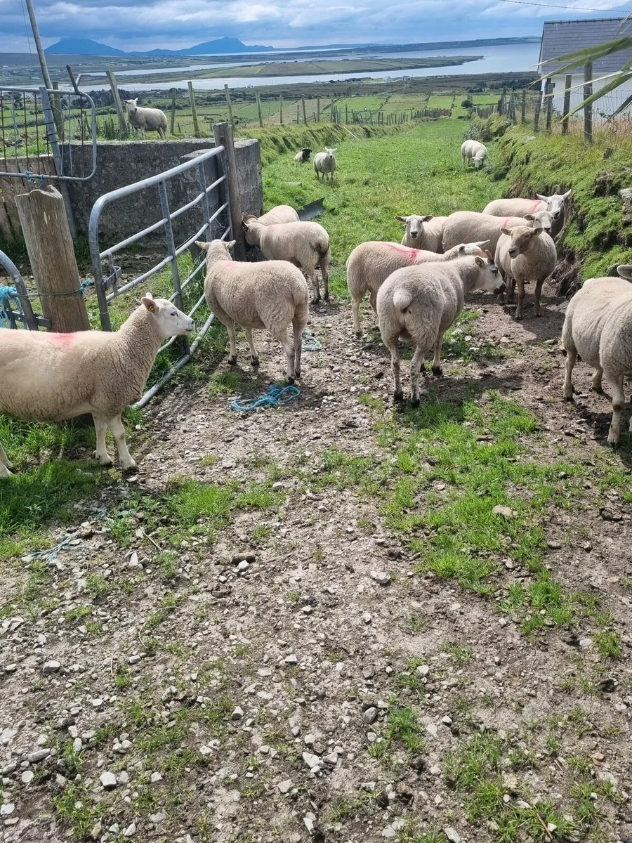 Hoggets - Image 3