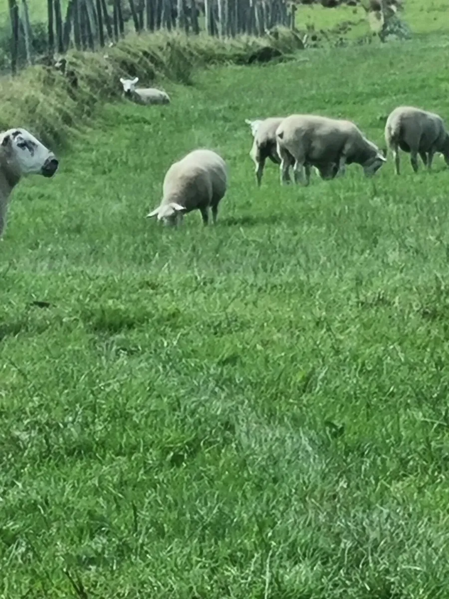 Hoggets - Image 4