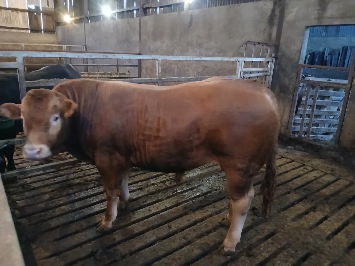 Limousin Bull - Image 2