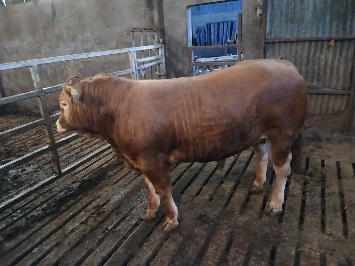 Limousin Bull - Image 3