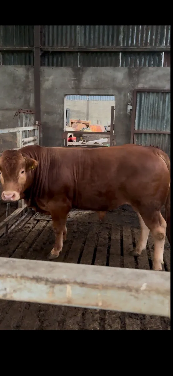 Limousin Bull - Image 1
