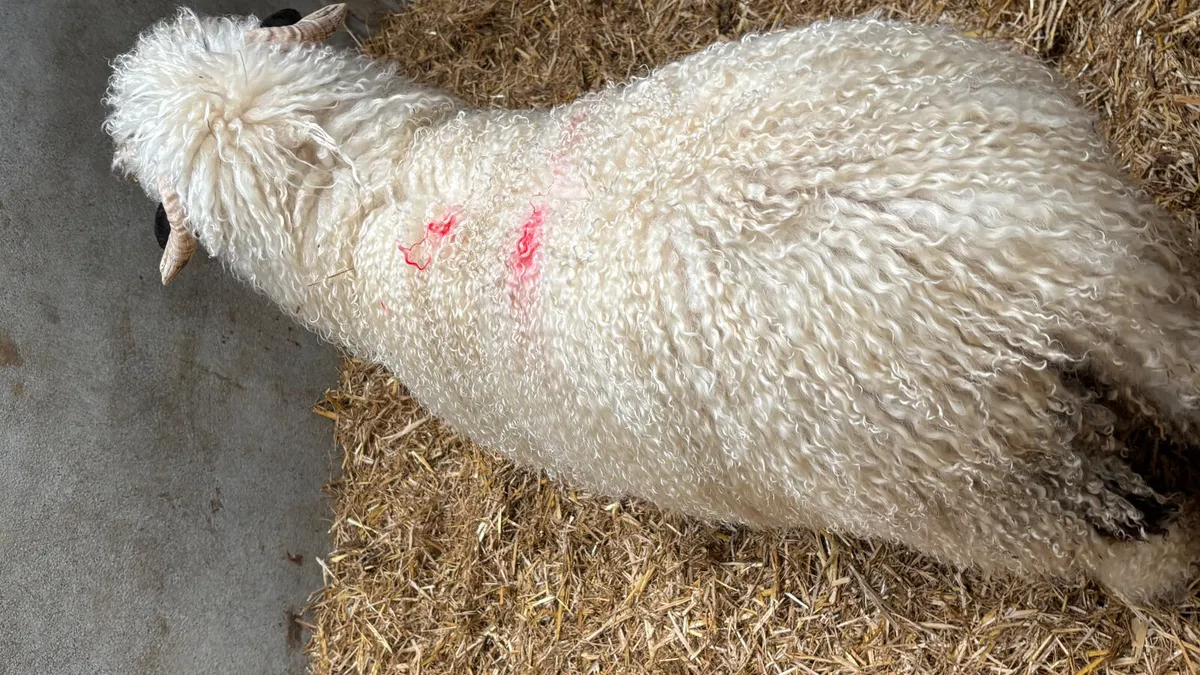 Valais Blacknose Ram Lamb - Image 4