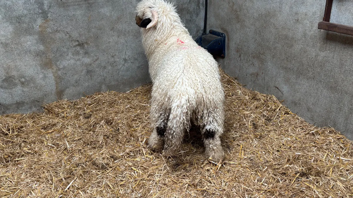 Valais Blacknose Ram Lamb - Image 3