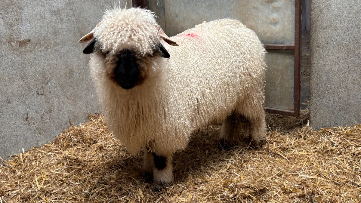 Valais Blacknose Ram Lamb - Image 1