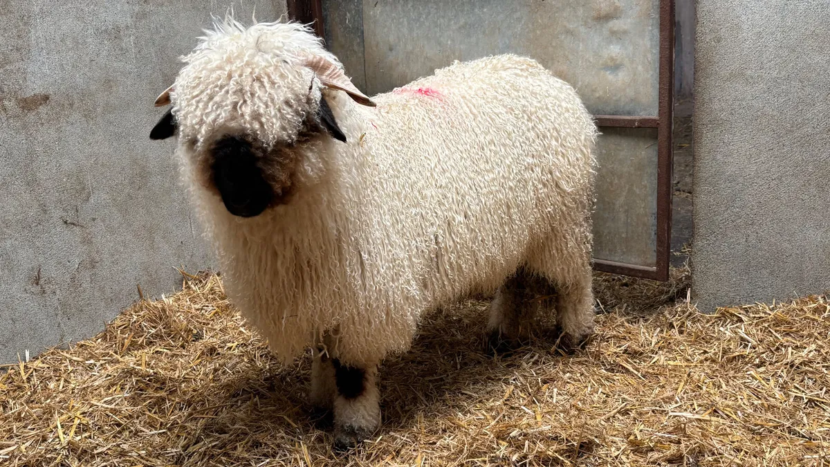 Valais Blacknose Ram Lamb - Image 2