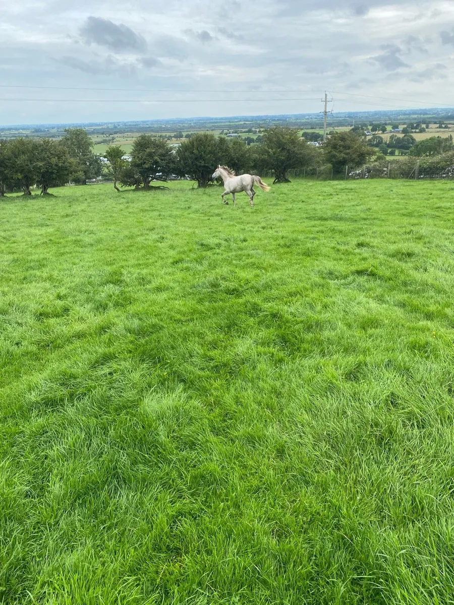 2 year old stallion - Image 3