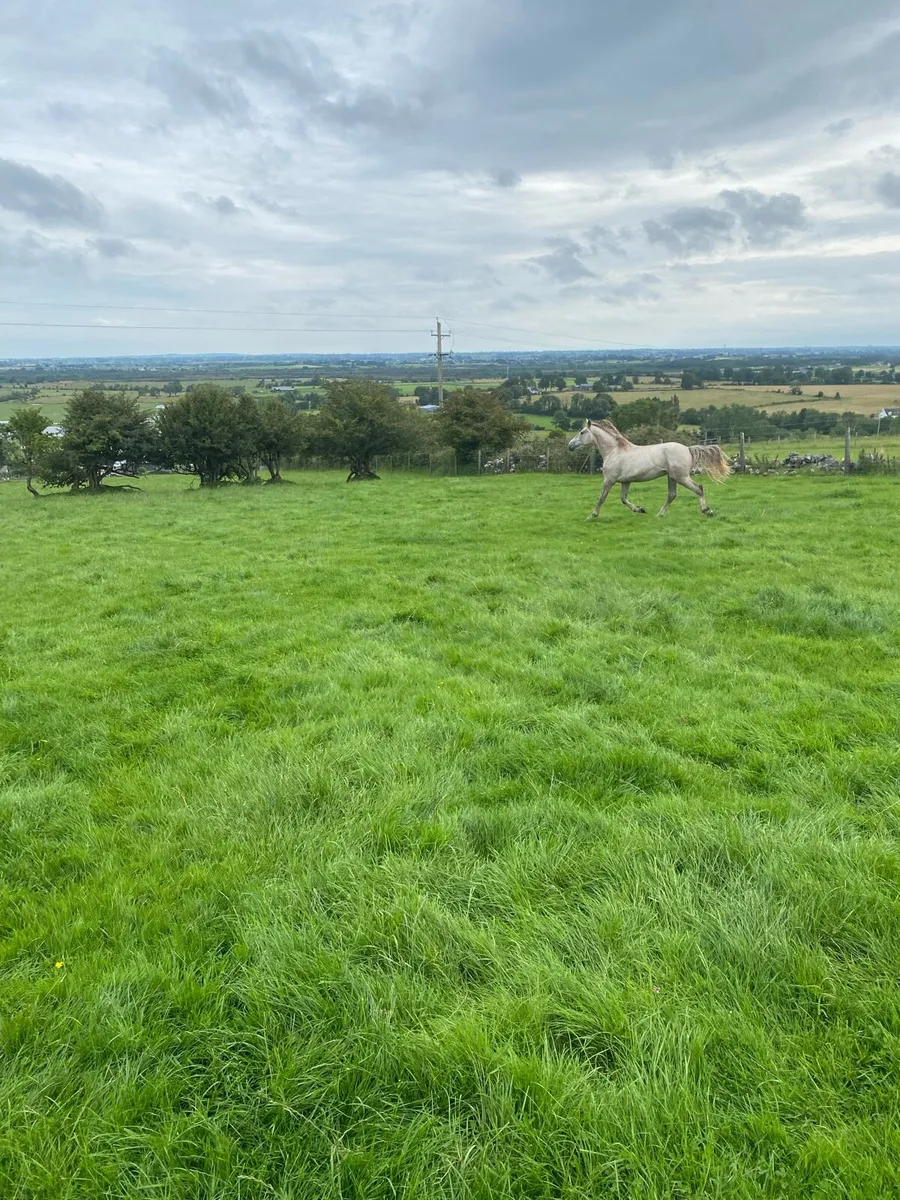 2 year old stallion - Image 1