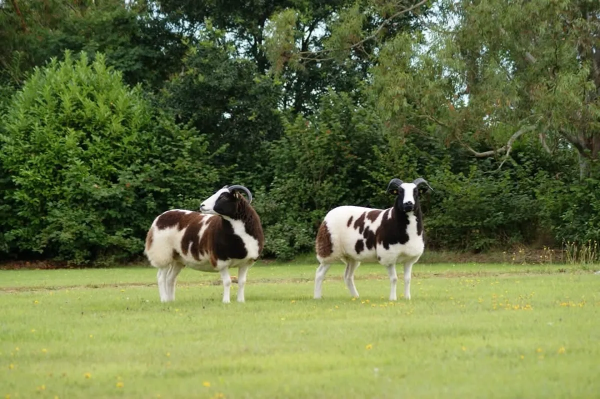 Pedigree Jacob Ewes - Image 1
