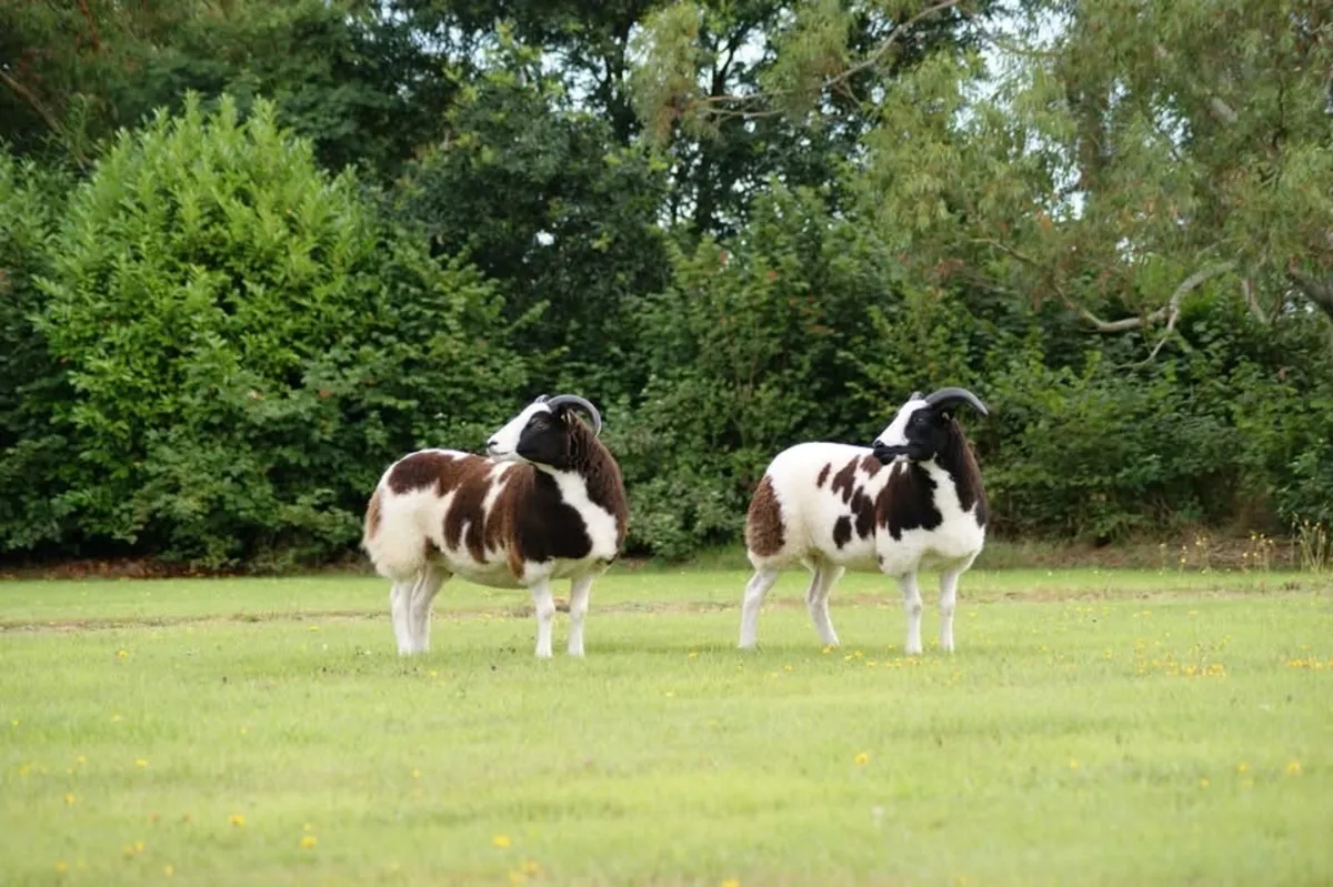 Pedigree Jacob Ewes - Image 2