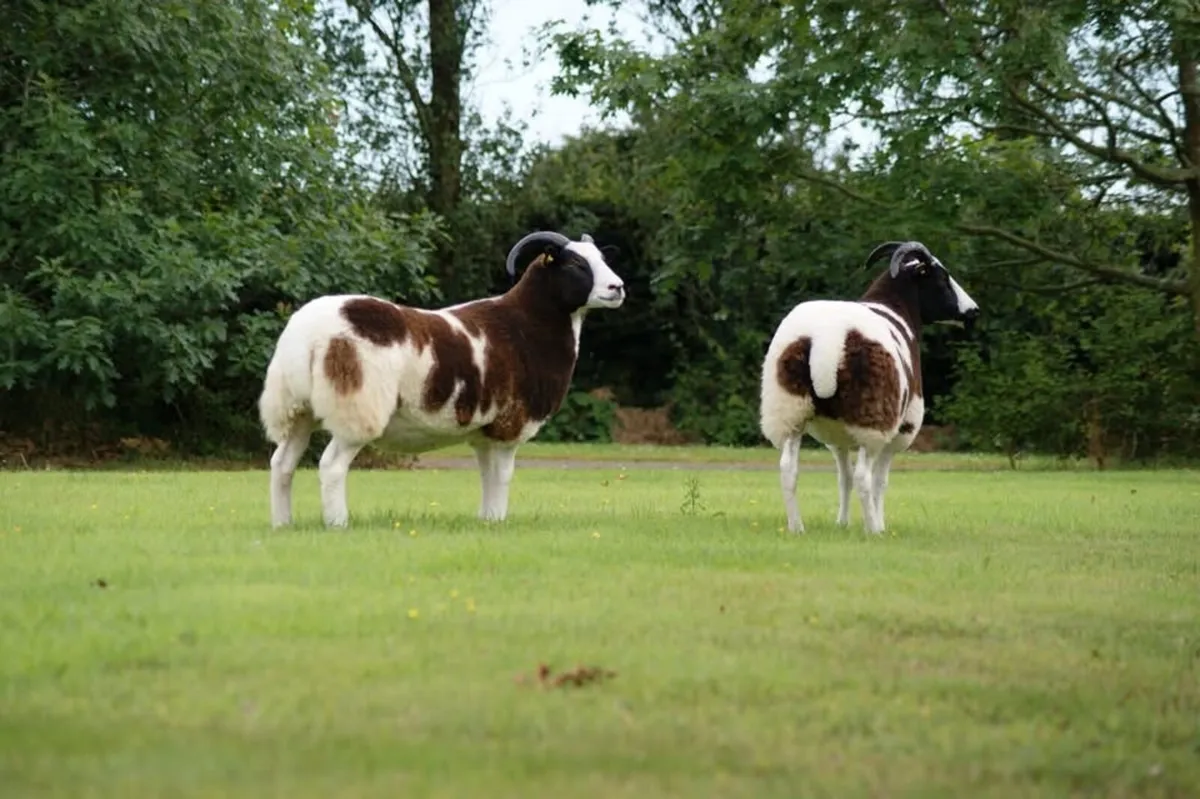 Pedigree Jacob Ewes - Image 3