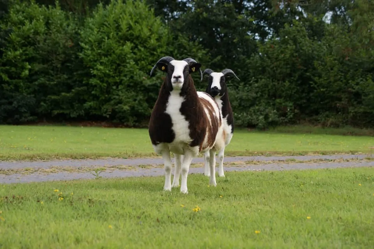 Pedigree Jacob Ewes - Image 4