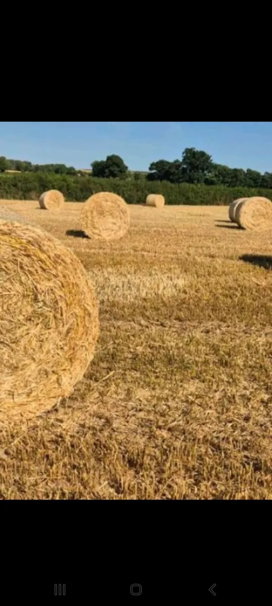 4/4 Barley Straw