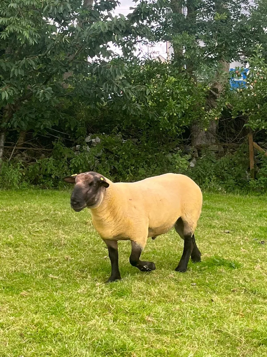 Suftex hogget ram - Image 2