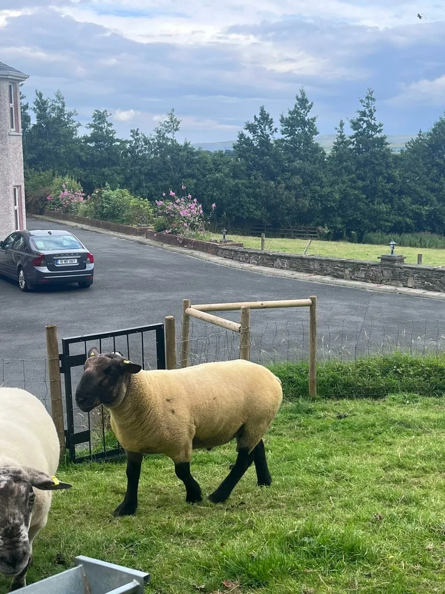 Suftex hogget ram - Image 4