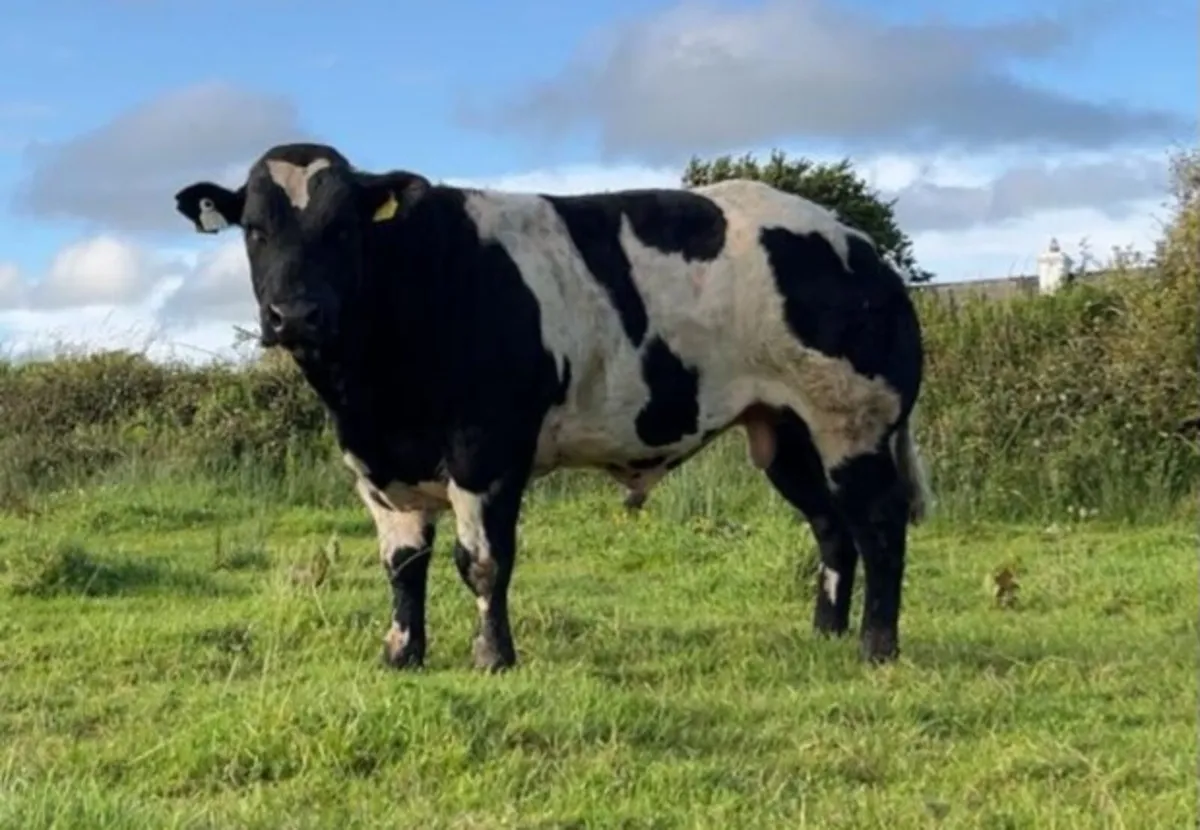 Purebred Belgian Blue Bull - Image 1