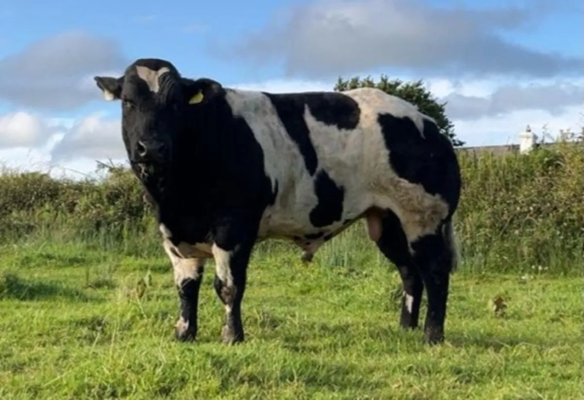 Purebred Belgian Blue Bull - Image 2