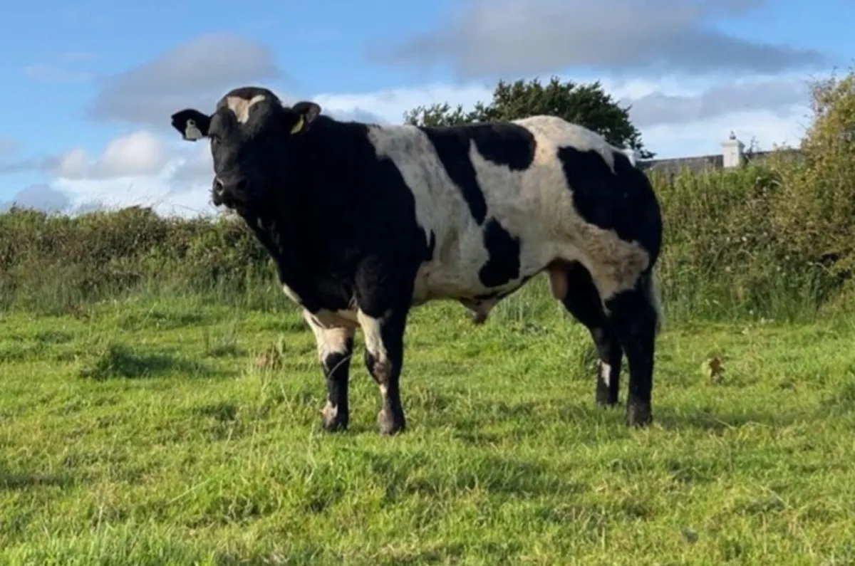 Purebred Belgian Blue Bull - Image 3