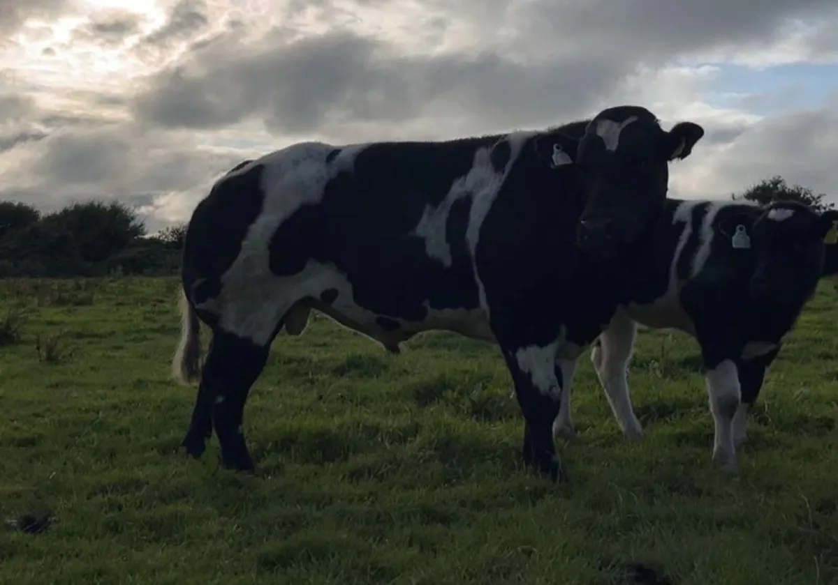 Purebred Belgian Blue Bull - Image 4