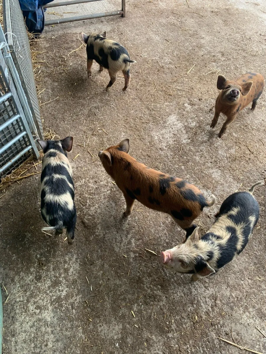 Kune kune piglets for sale - Image 3