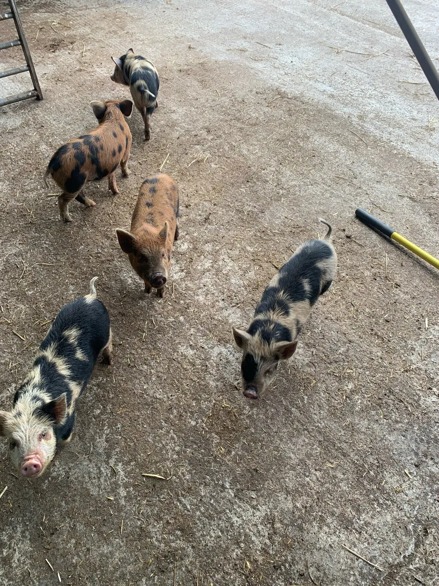 Kune kune piglets for sale - Image 4