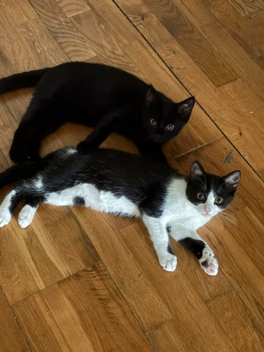 Kittens - Image 1