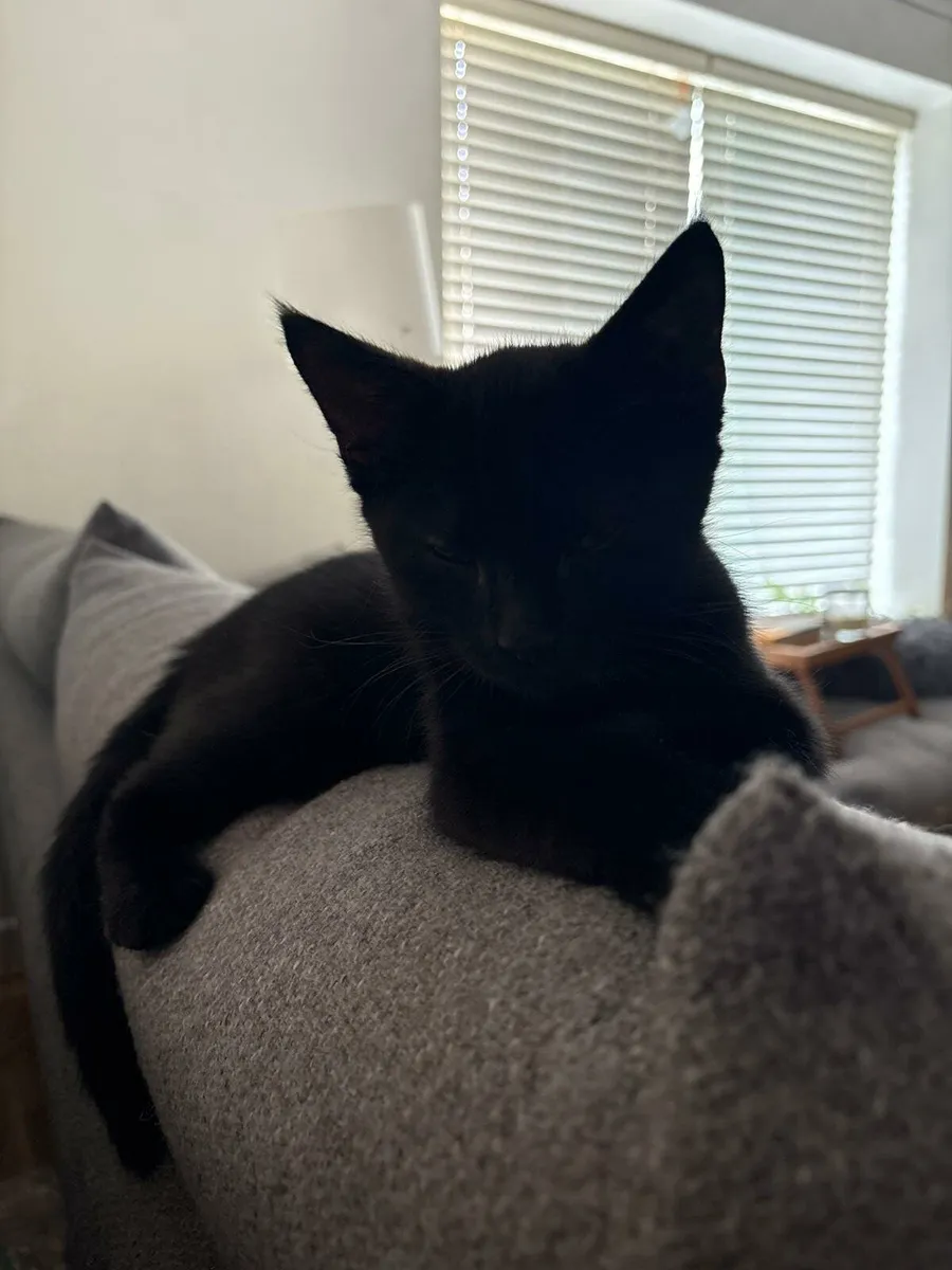Kittens - Image 4