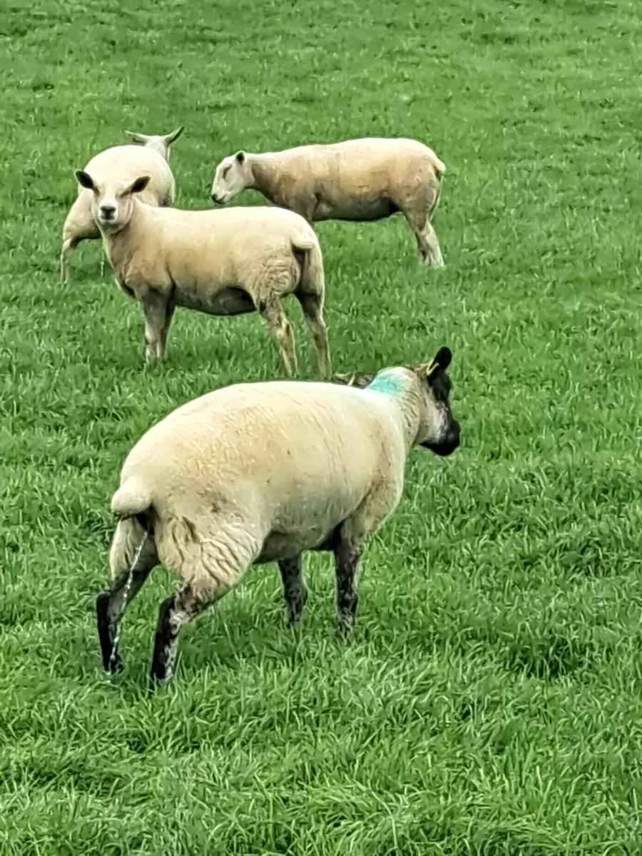 Ewe hoggets organic - Image 1