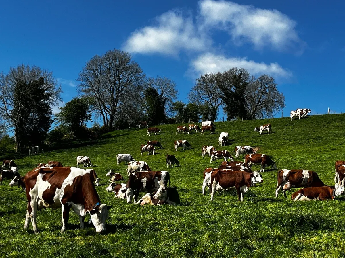 Montbeliarde Open Day - Image 4