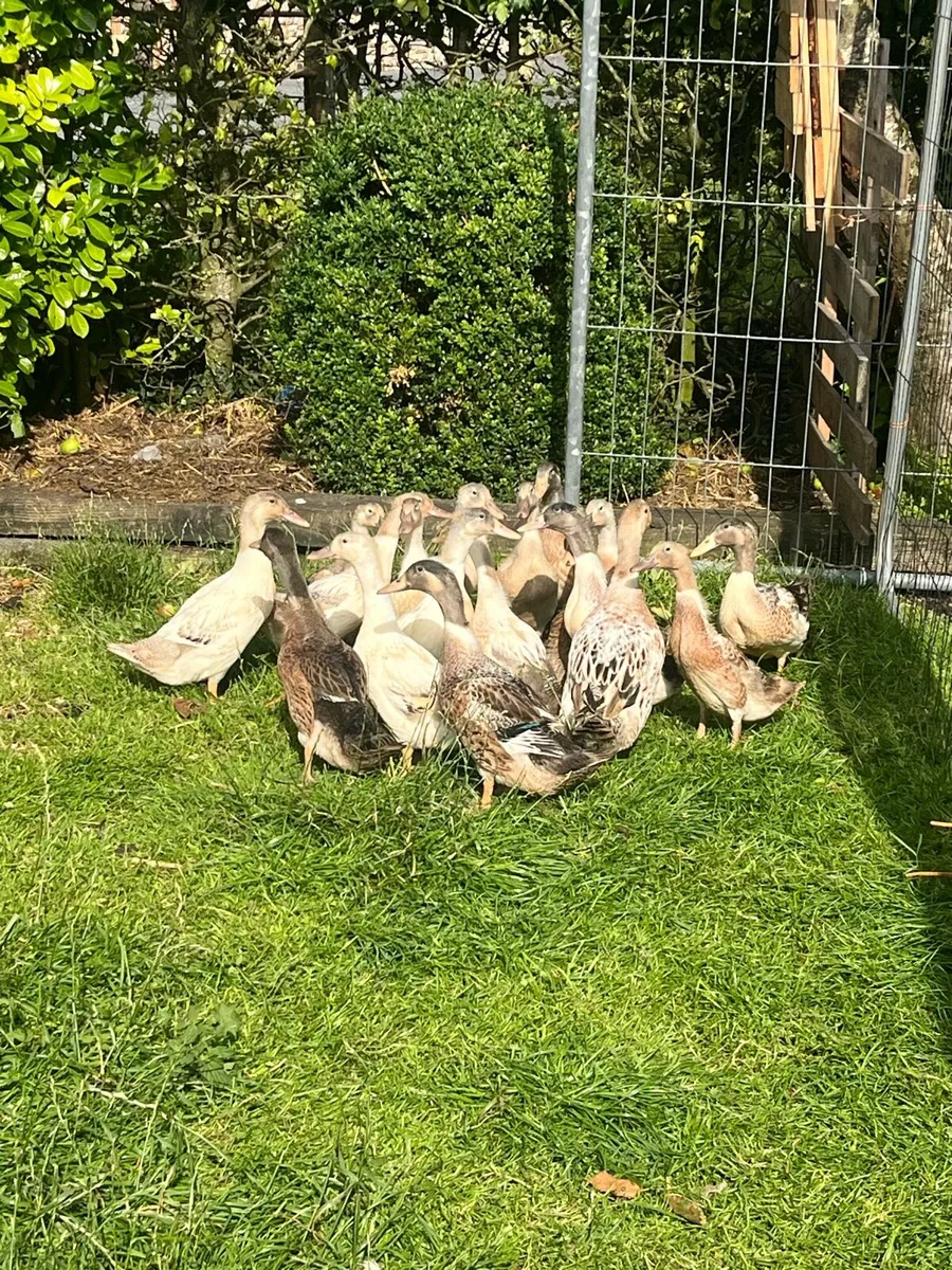 Welsh harliquin ducks - Image 1