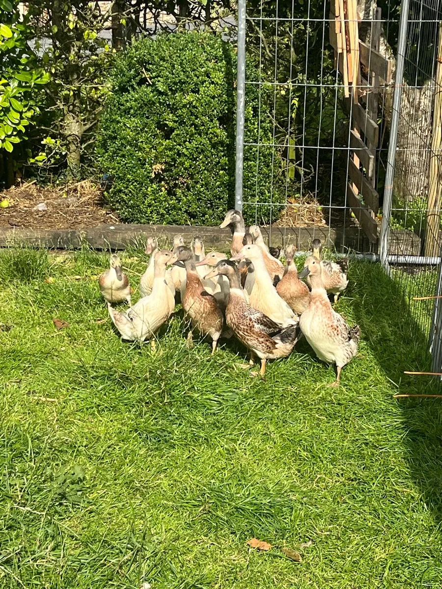 Welsh harliquin ducks - Image 2