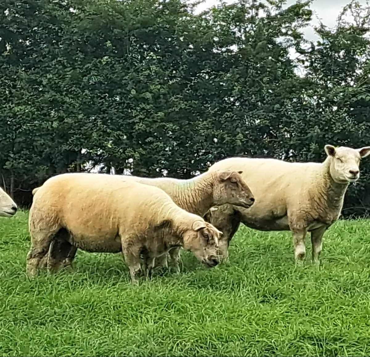 Ewe hoggets organic - Image 3