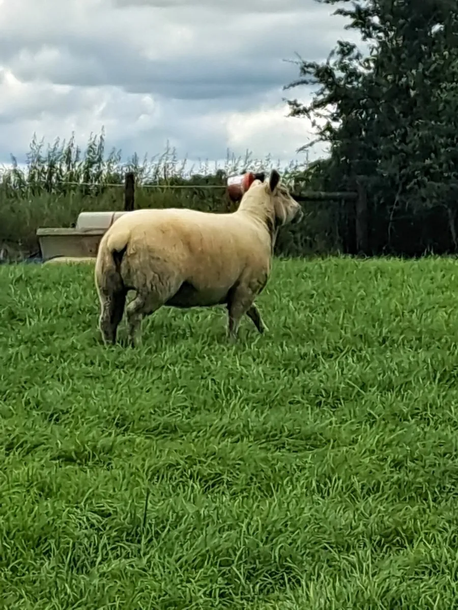 Ewe hoggets organic - Image 4