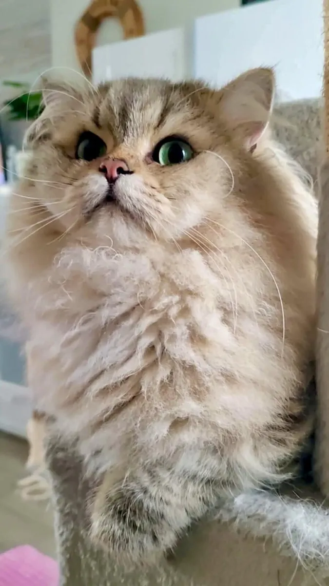 Cat - Image 2