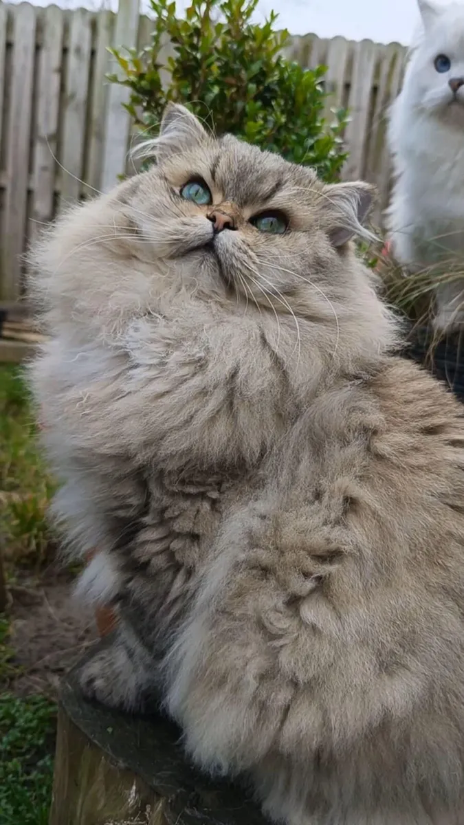 Cat - Image 4