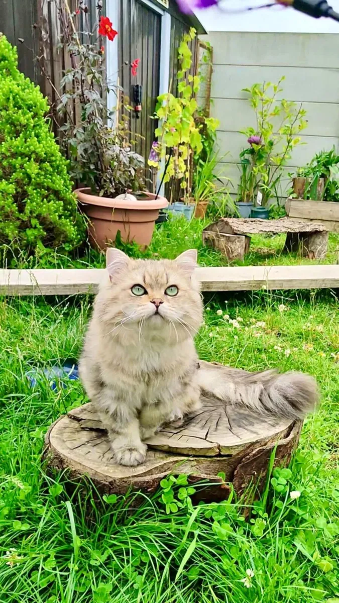 Cat - Image 1