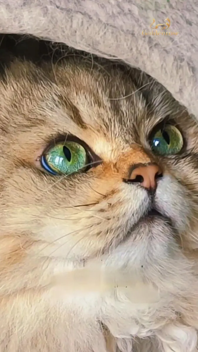 Cat - Image 3