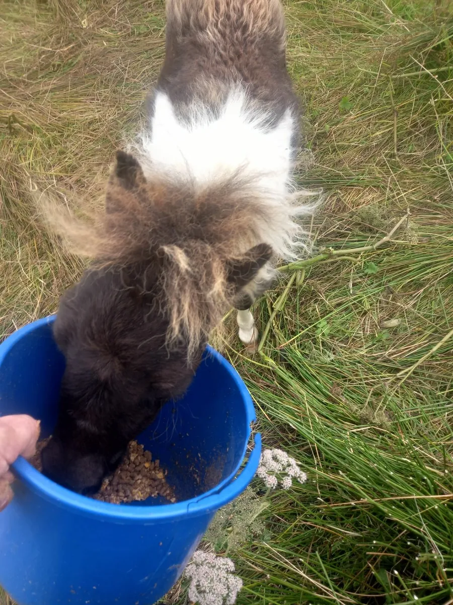 Small pony - Image 2