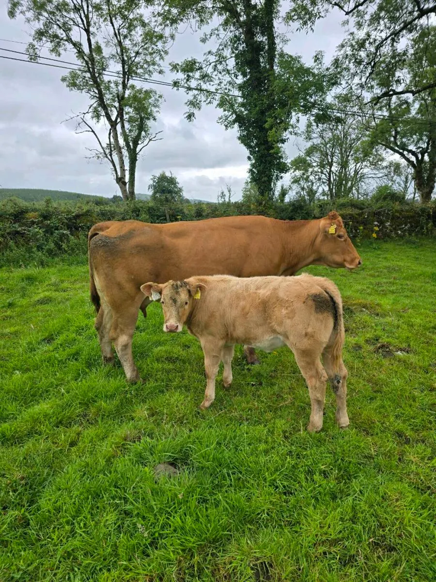Cows and Calfs - Image 1