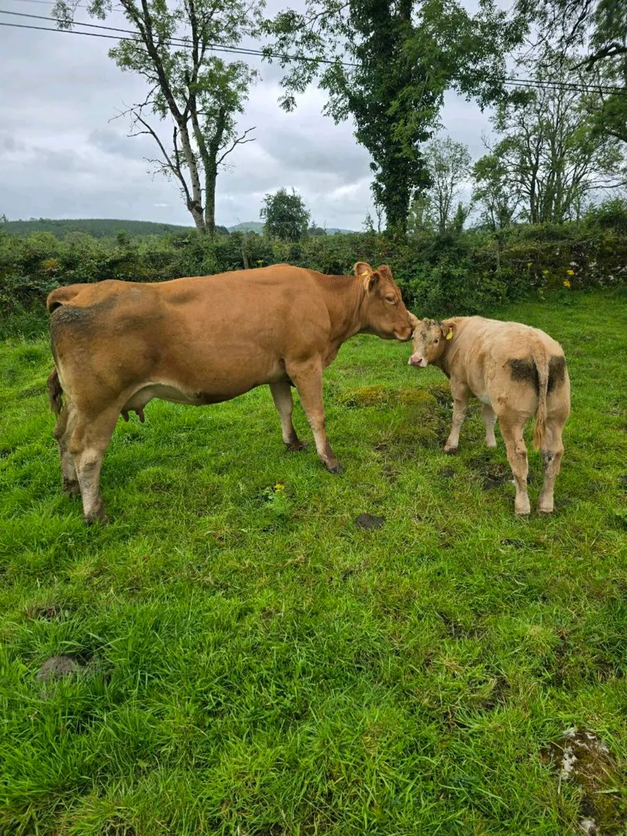 Cows and Calfs - Image 2