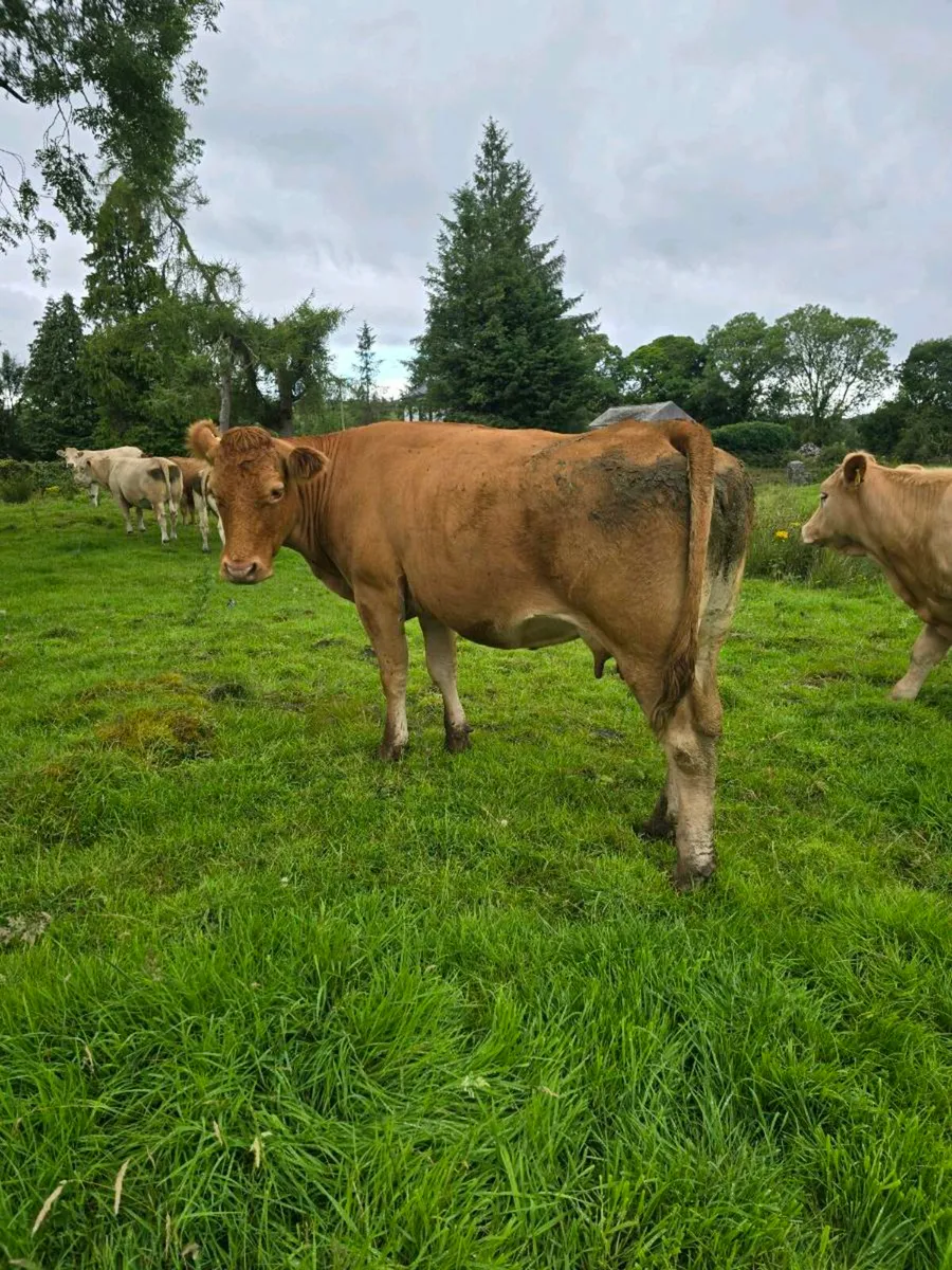 Cows and Calfs - Image 3