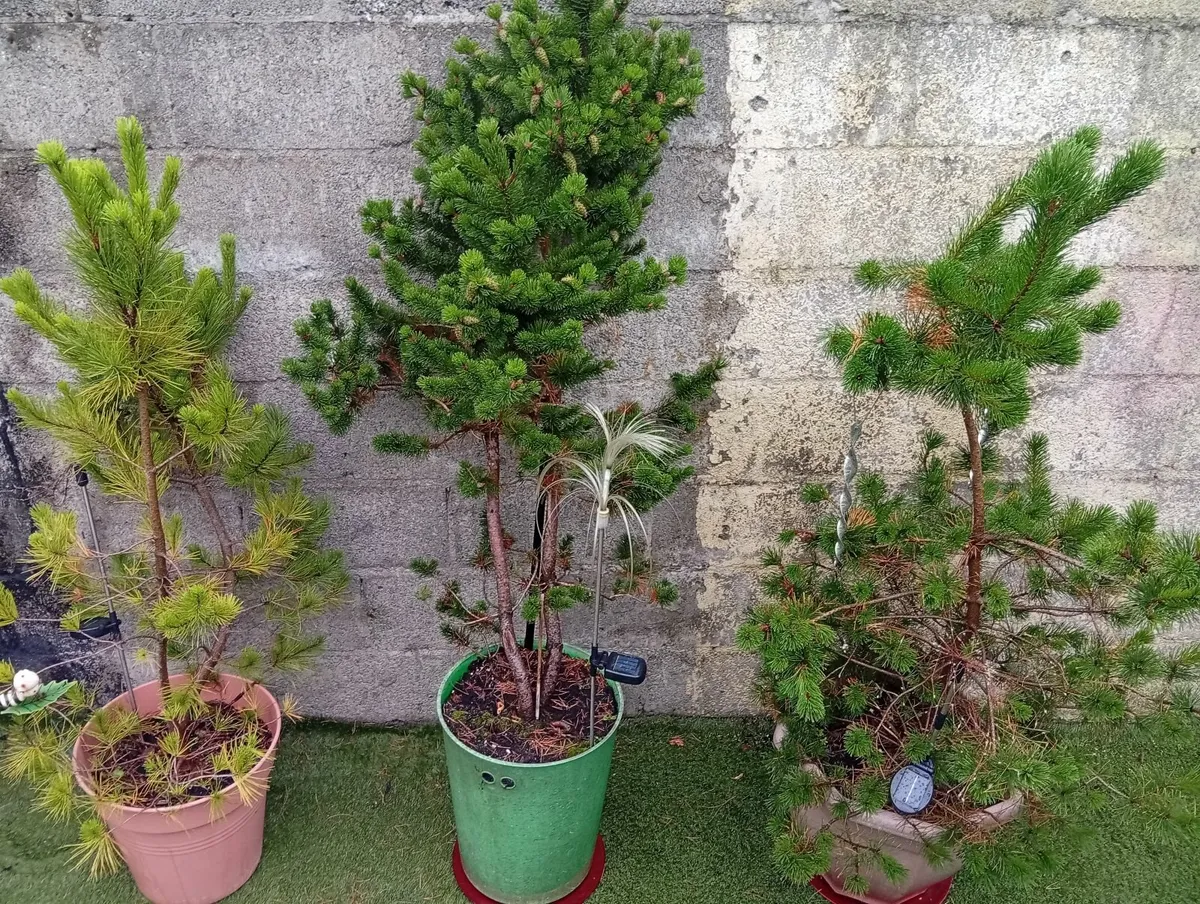 3 Different Pinus Pine Trees in pot - Image 1