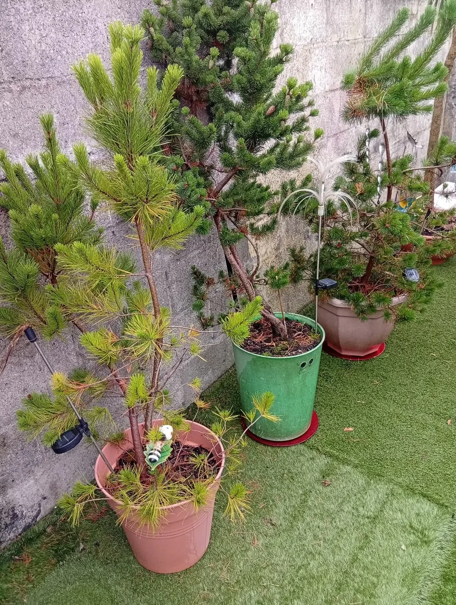3 Different Pinus Pine Trees in pot - Image 2