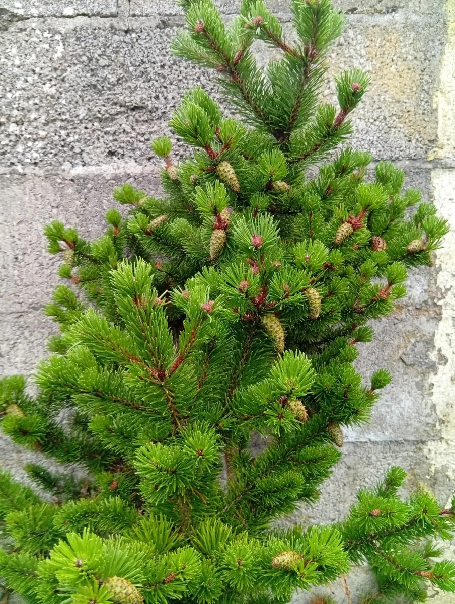 3 Different Pinus Pine Trees in pot - Image 4