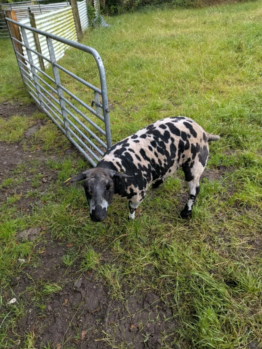 Dutch Spotted - Image 1