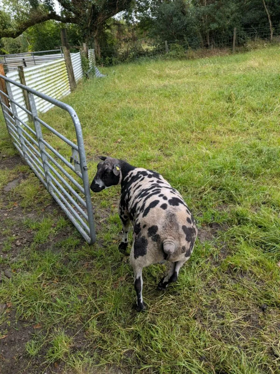 Dutch Spotted - Image 2