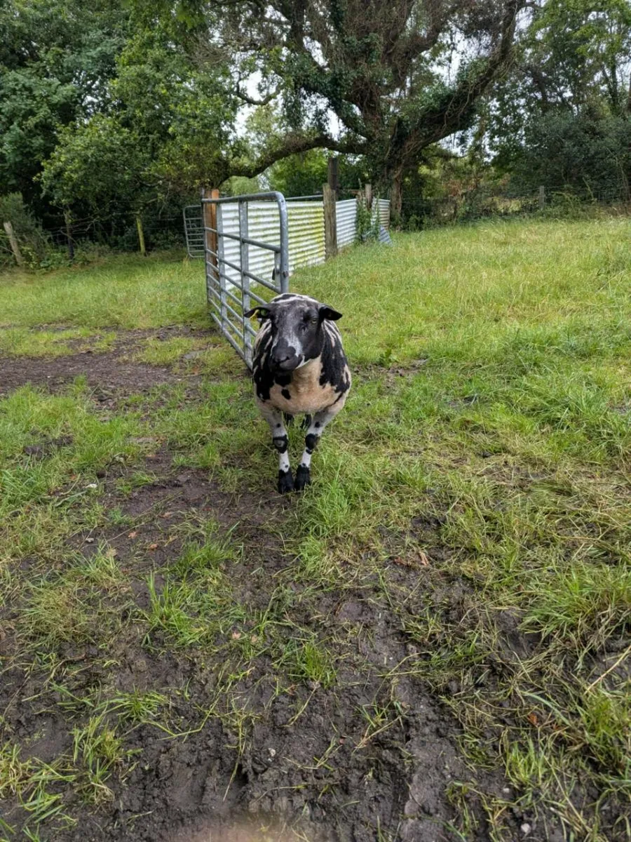 Dutch Spotted - Image 3